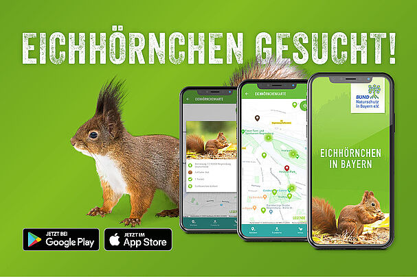 Eichhörnchen-App