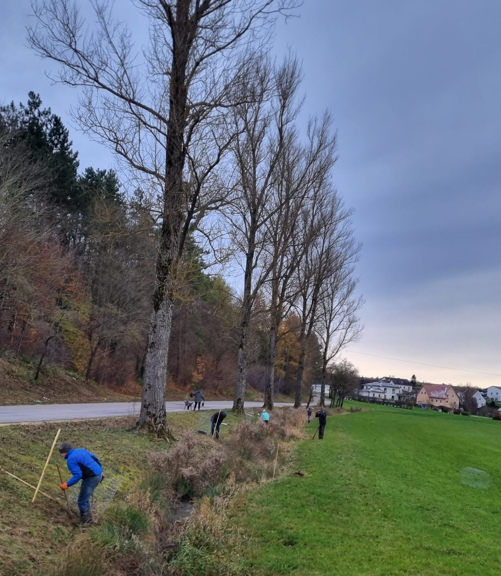 Erlenpflanzung am 23.11.24, Foto H. Hoedt