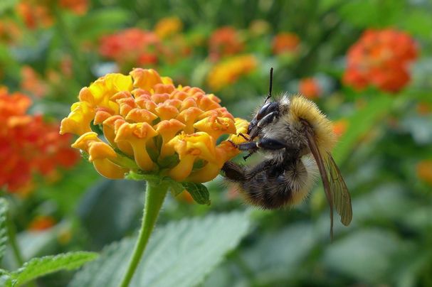 Ackerhummel an Wandelröschen_Makrowilli_original