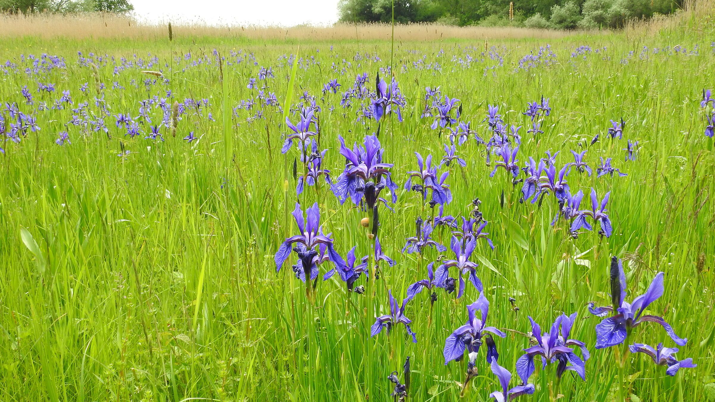 Iriswiese, Foto Widmann/Bendl