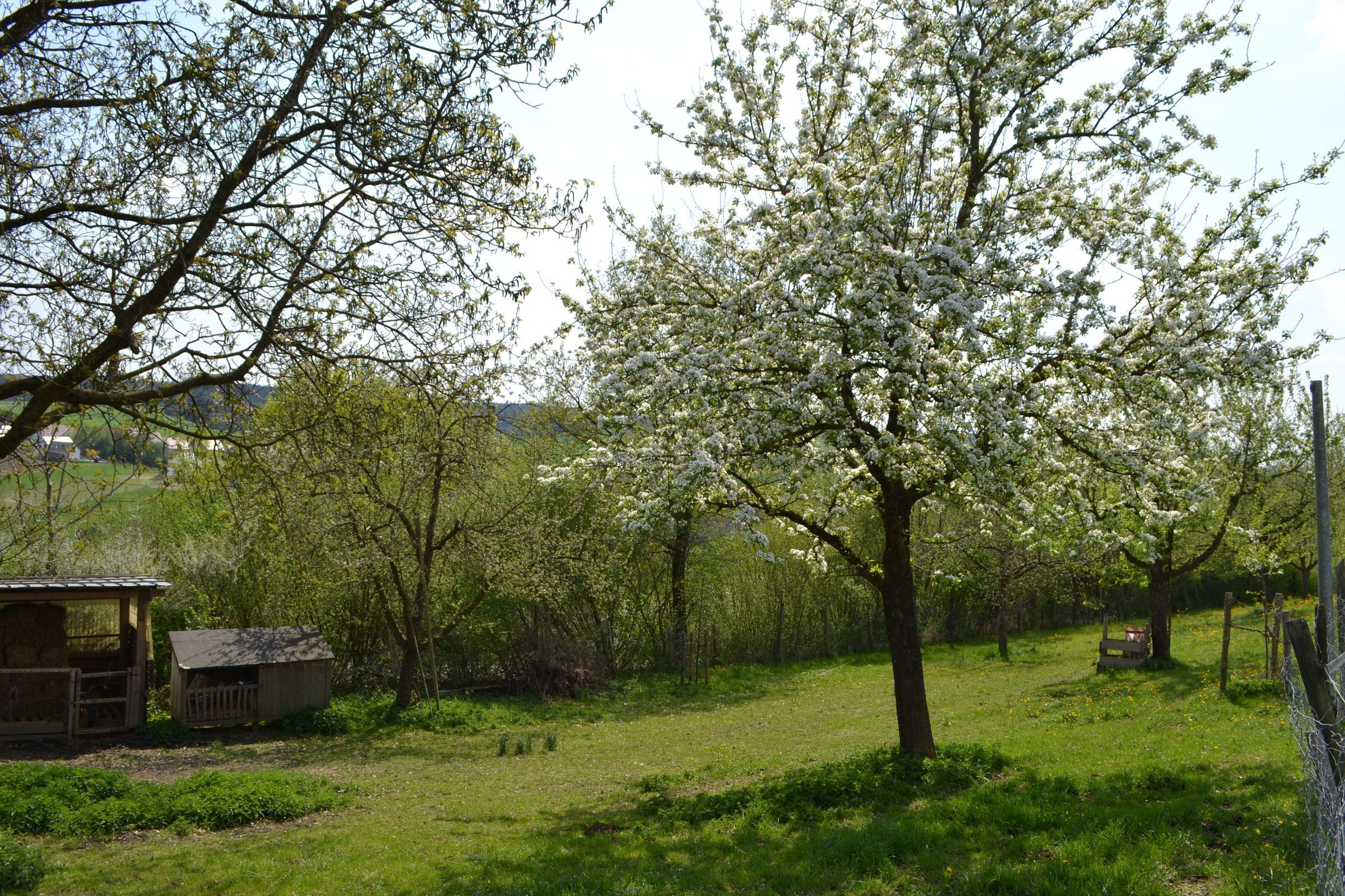 Blühender Apfelbaum, Foto Th. Kraus