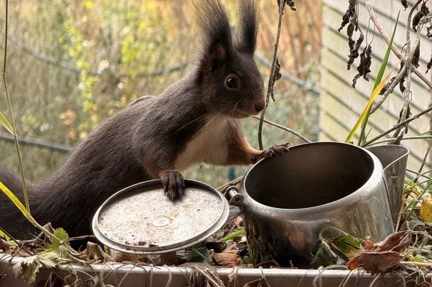 Eichhörnchen_Brigitte_Lutzner