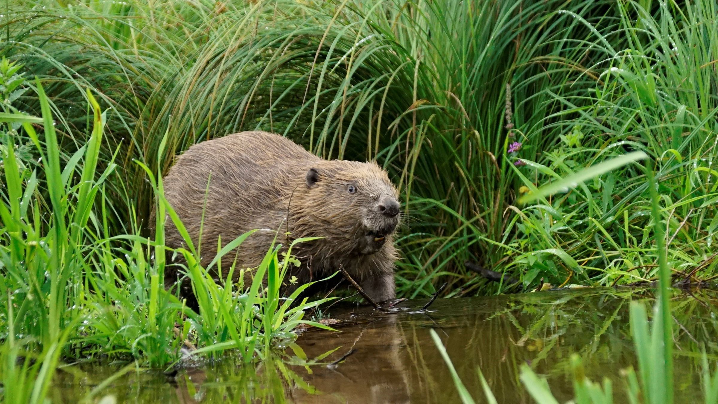Biber, Foto Berit Arendt_BN
