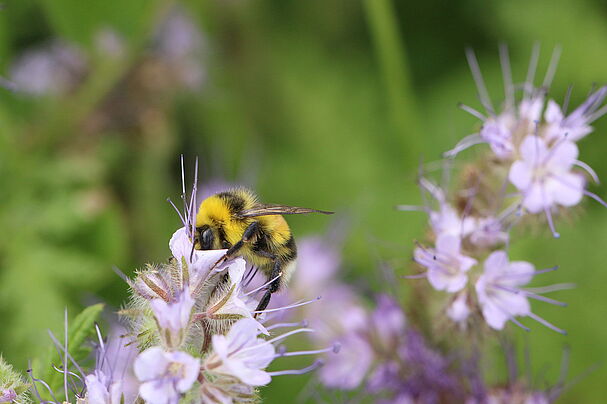 Helle Erdhummel Foto Bernd Cogel