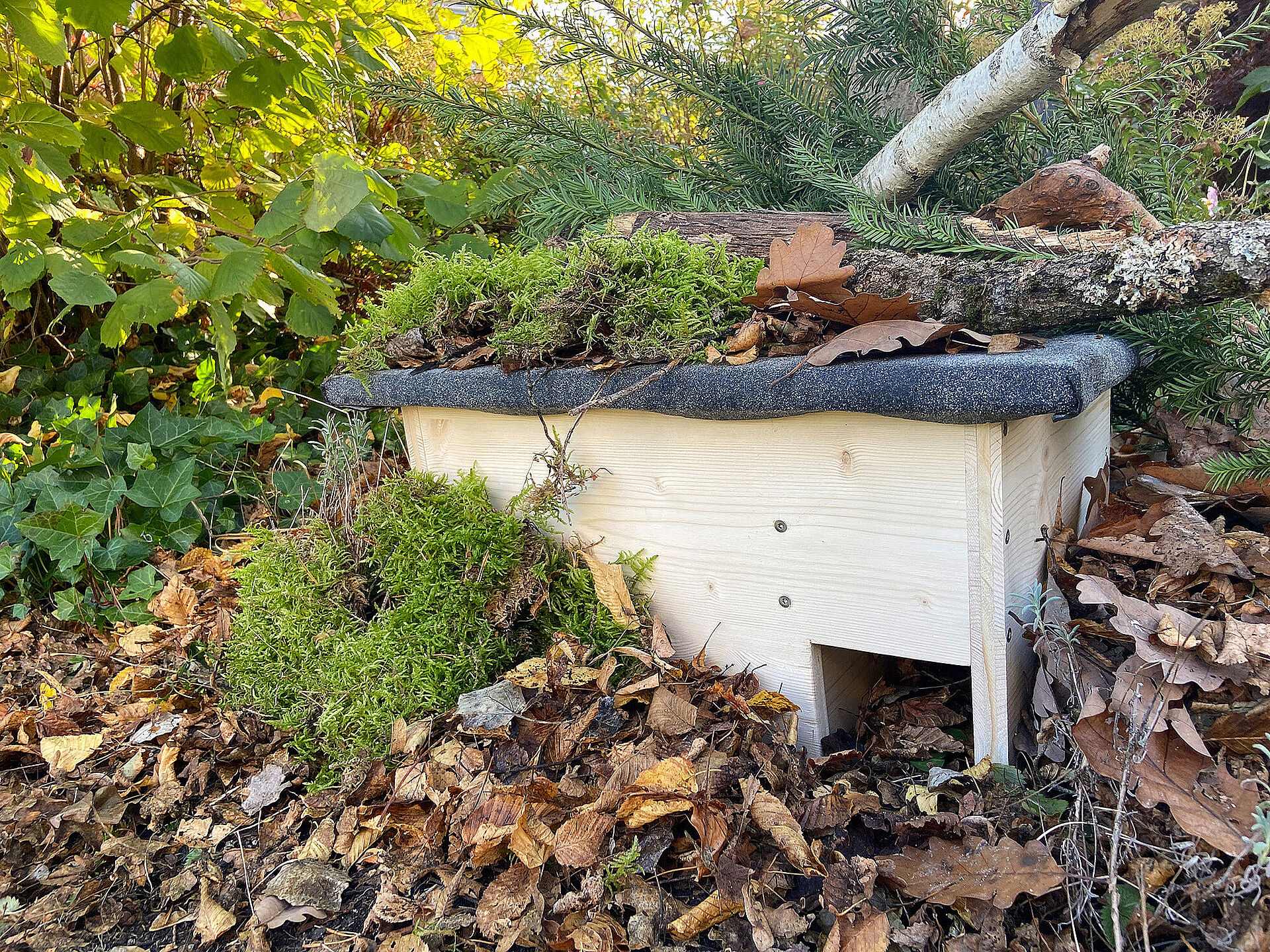 Jetzt Igelhaus im Garten aufstellen BUND Naturschutz in Bayern e.V.