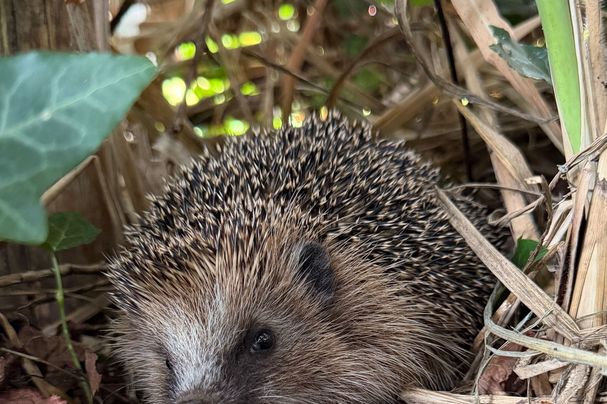 Igel, Foto M. Gehret