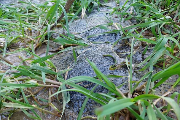 trockengefallener_Froschlaich_bei_Oberliezheim, Foto Dieter Leippert