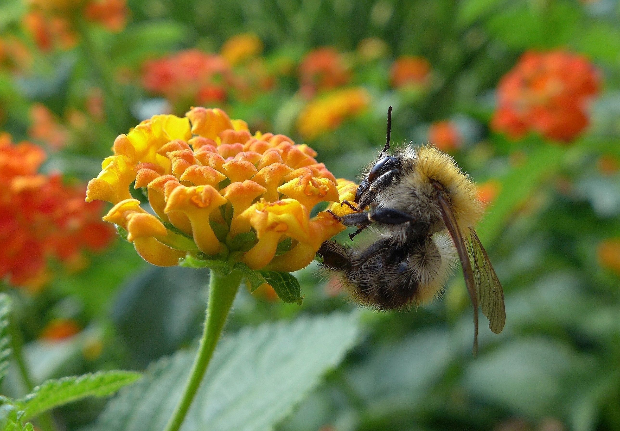 Ackerhummel an Wandelröschen_Makrowilli_original