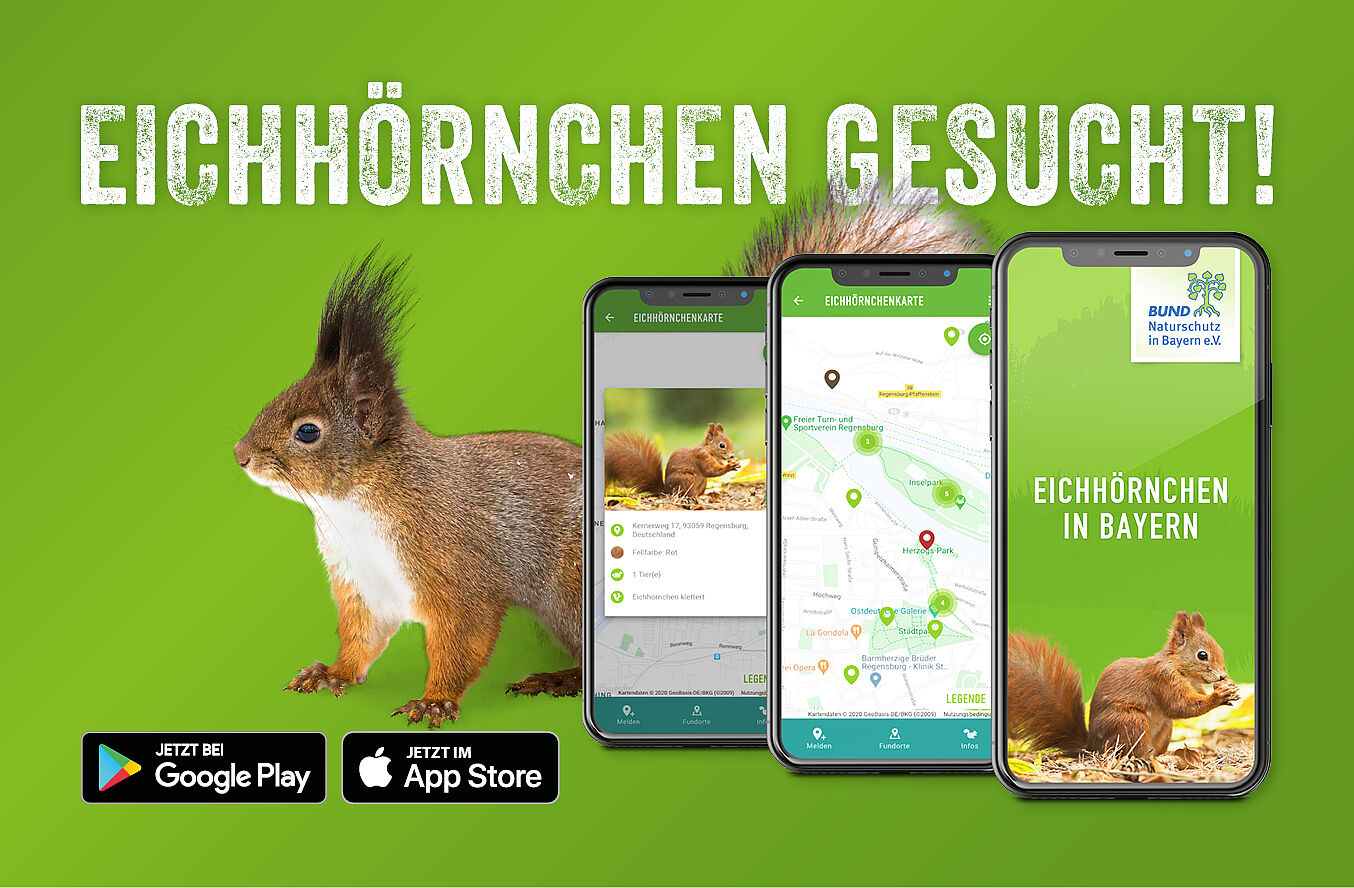 Eichhörnchen-App