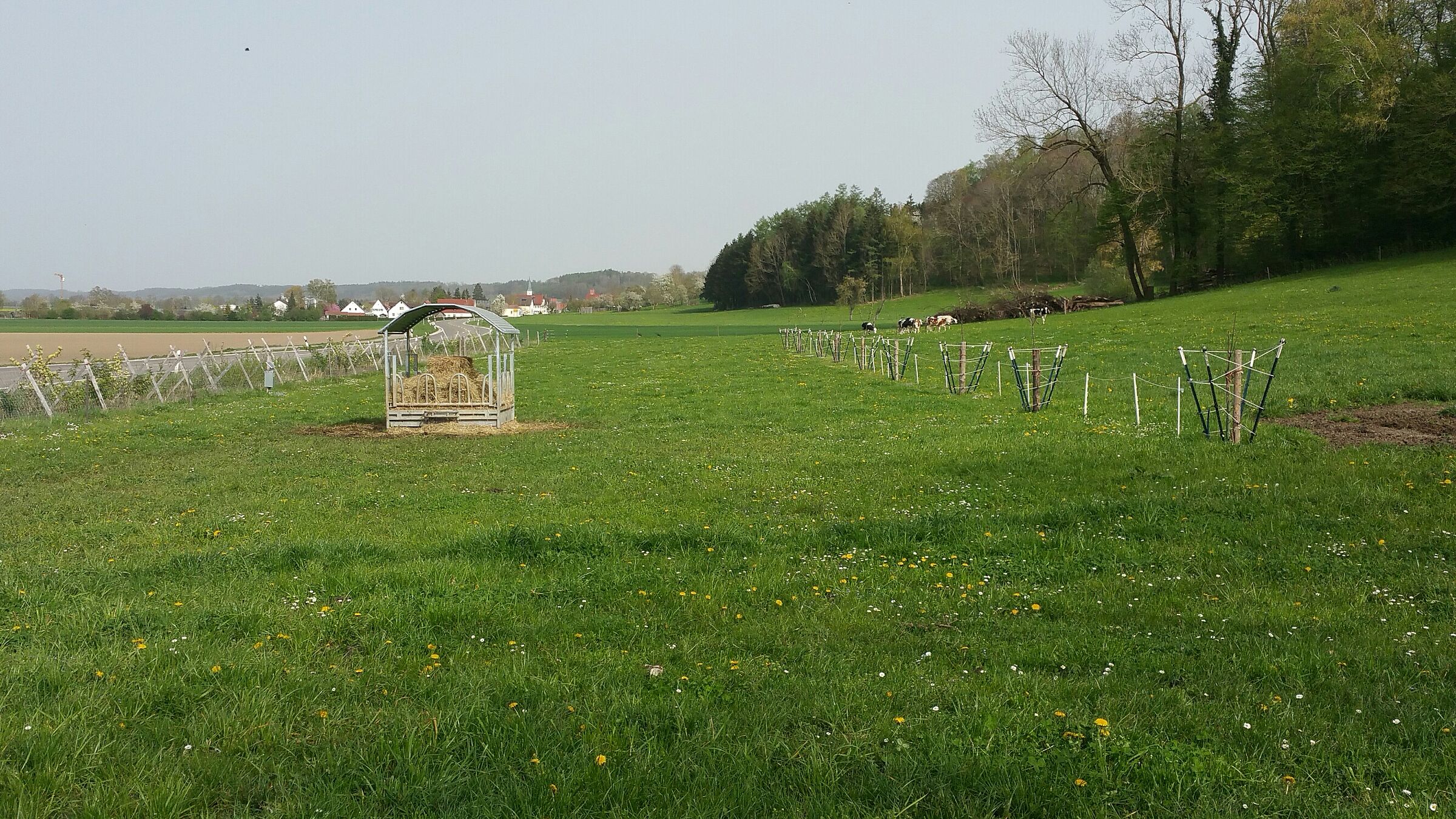 Agroforstwirtschaft_Weide, Foto Speinle