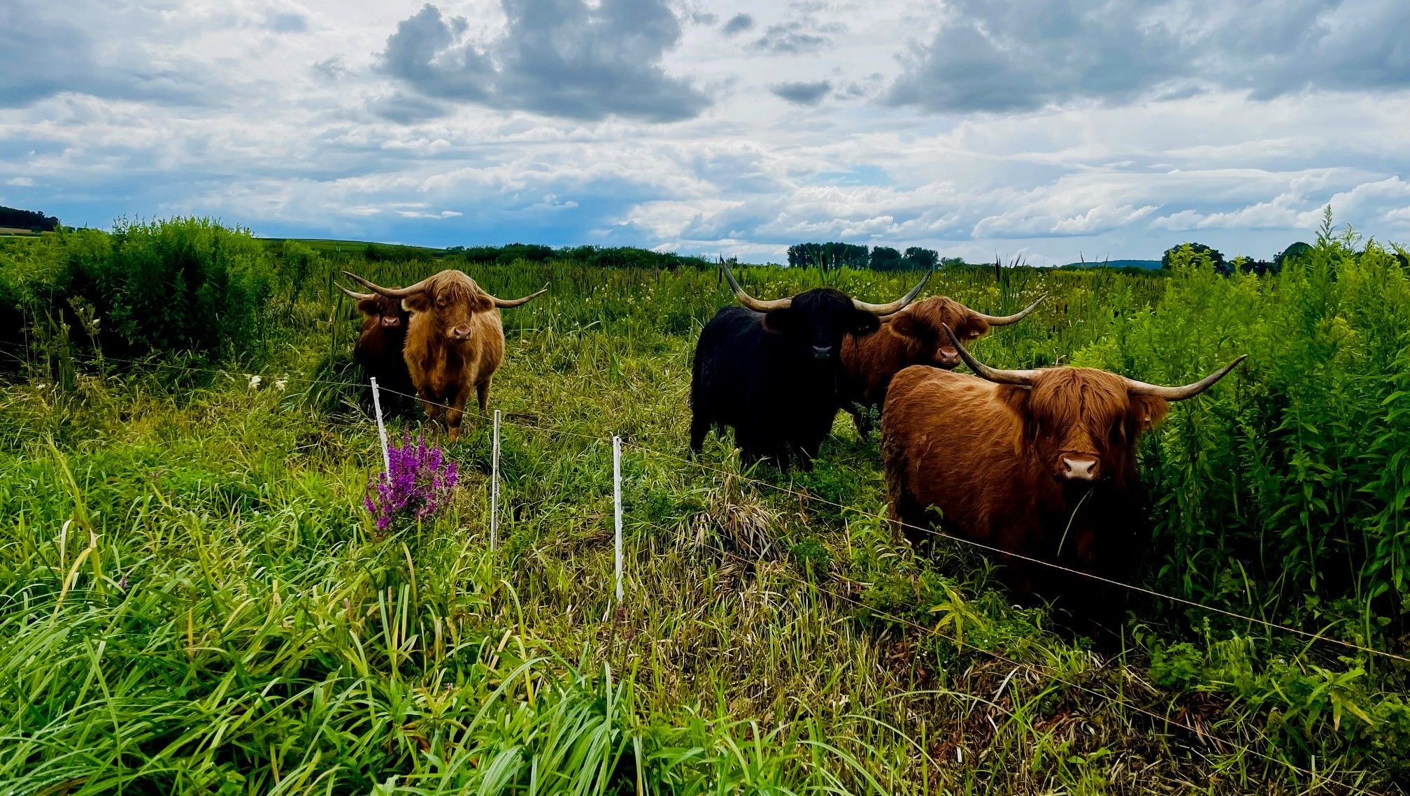 Beweidung Dattenhauser Ried, Foto_Donautal-Aktiv