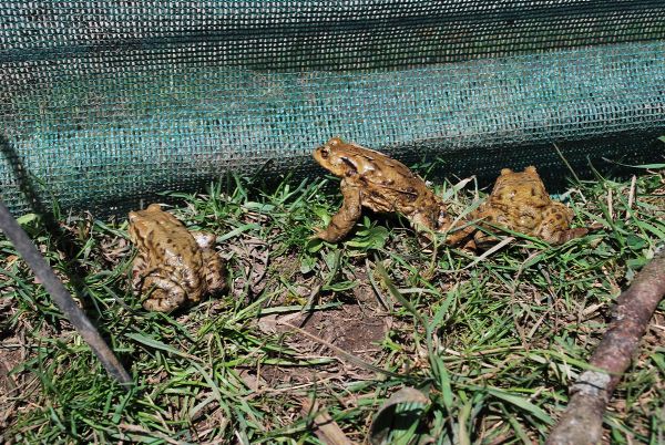 Erdkröten am Zaun, Heide Frobel