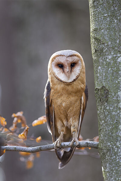 7 Schleiereule Marcus Bosch