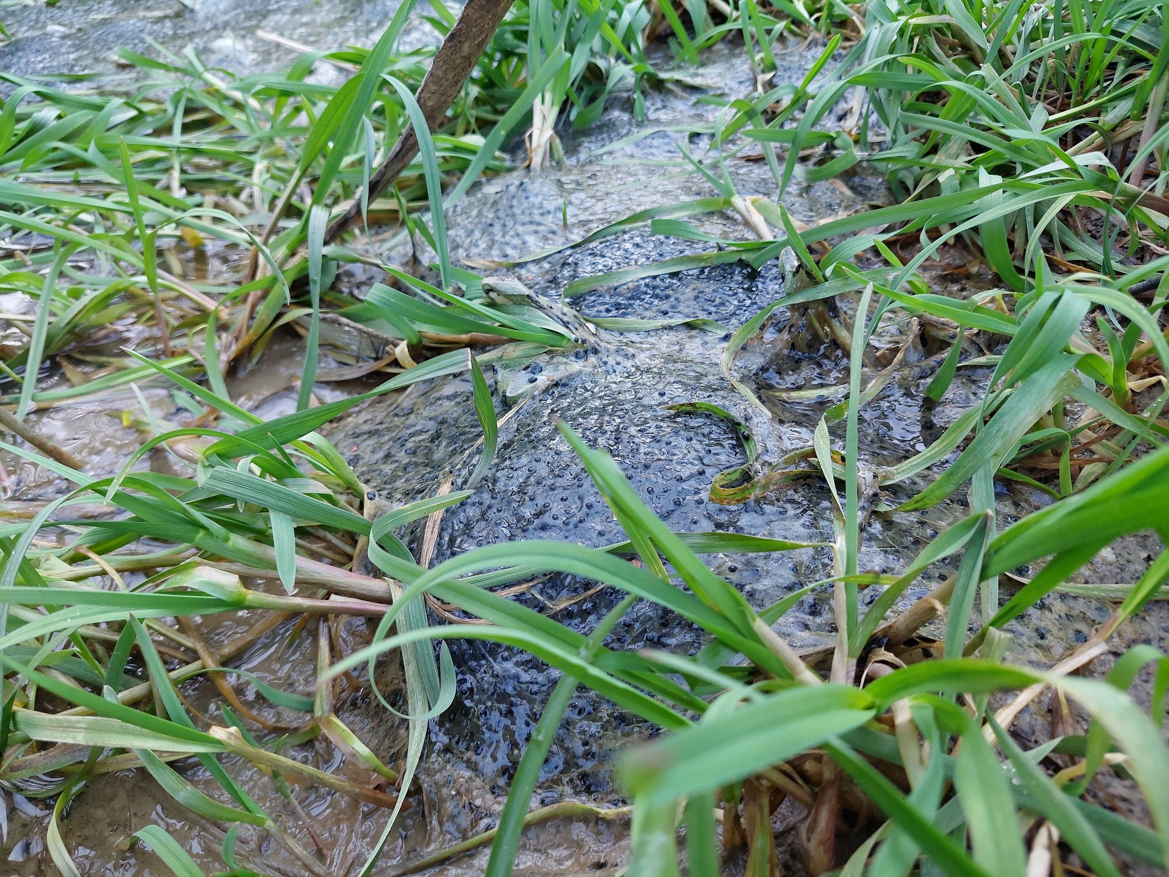 trockengefallener_Froschlaich_bei_Oberliezheim, Foto Dieter Leippert