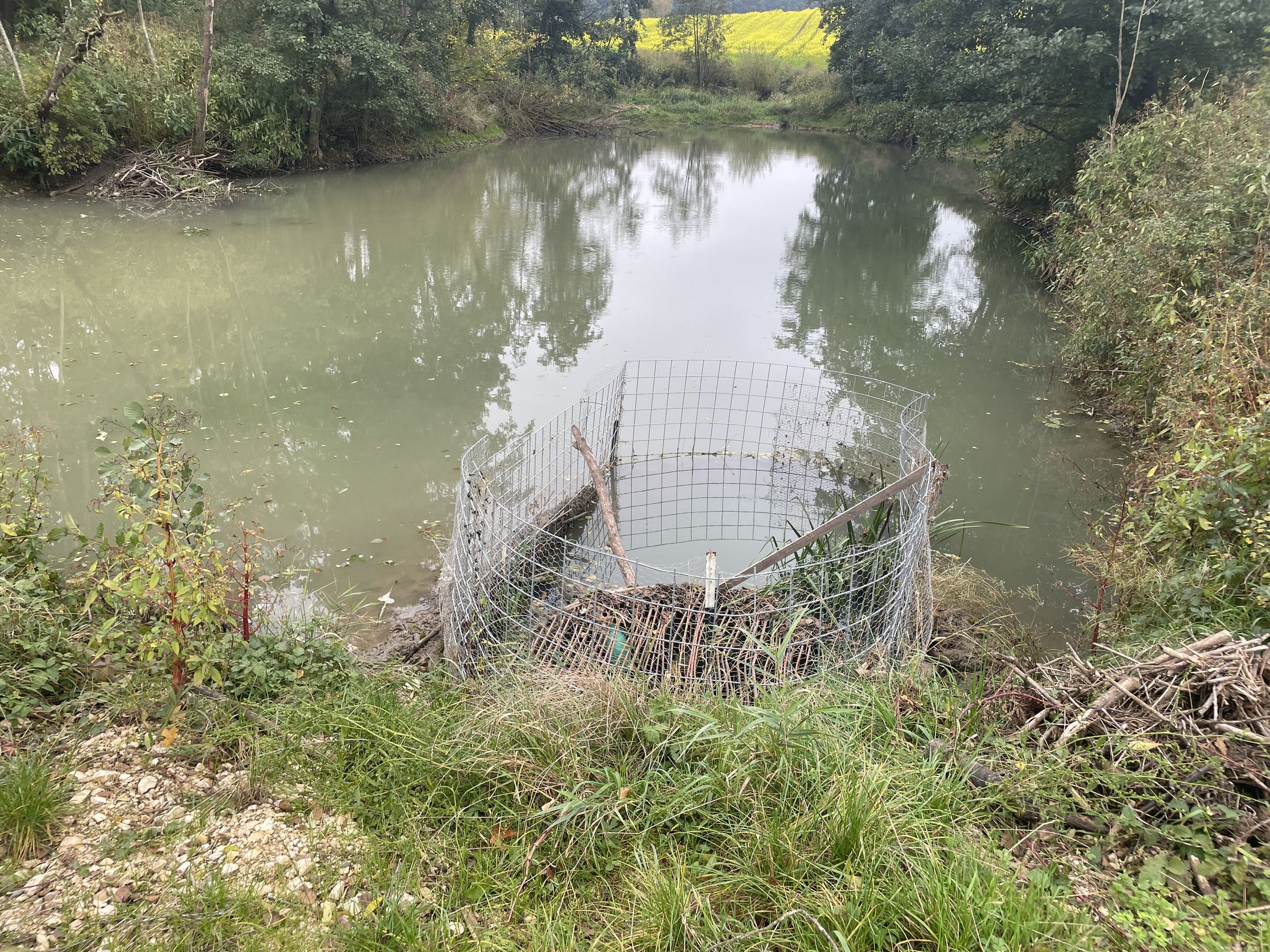 Fertiger Bibertäuscher, Foto P. Semet