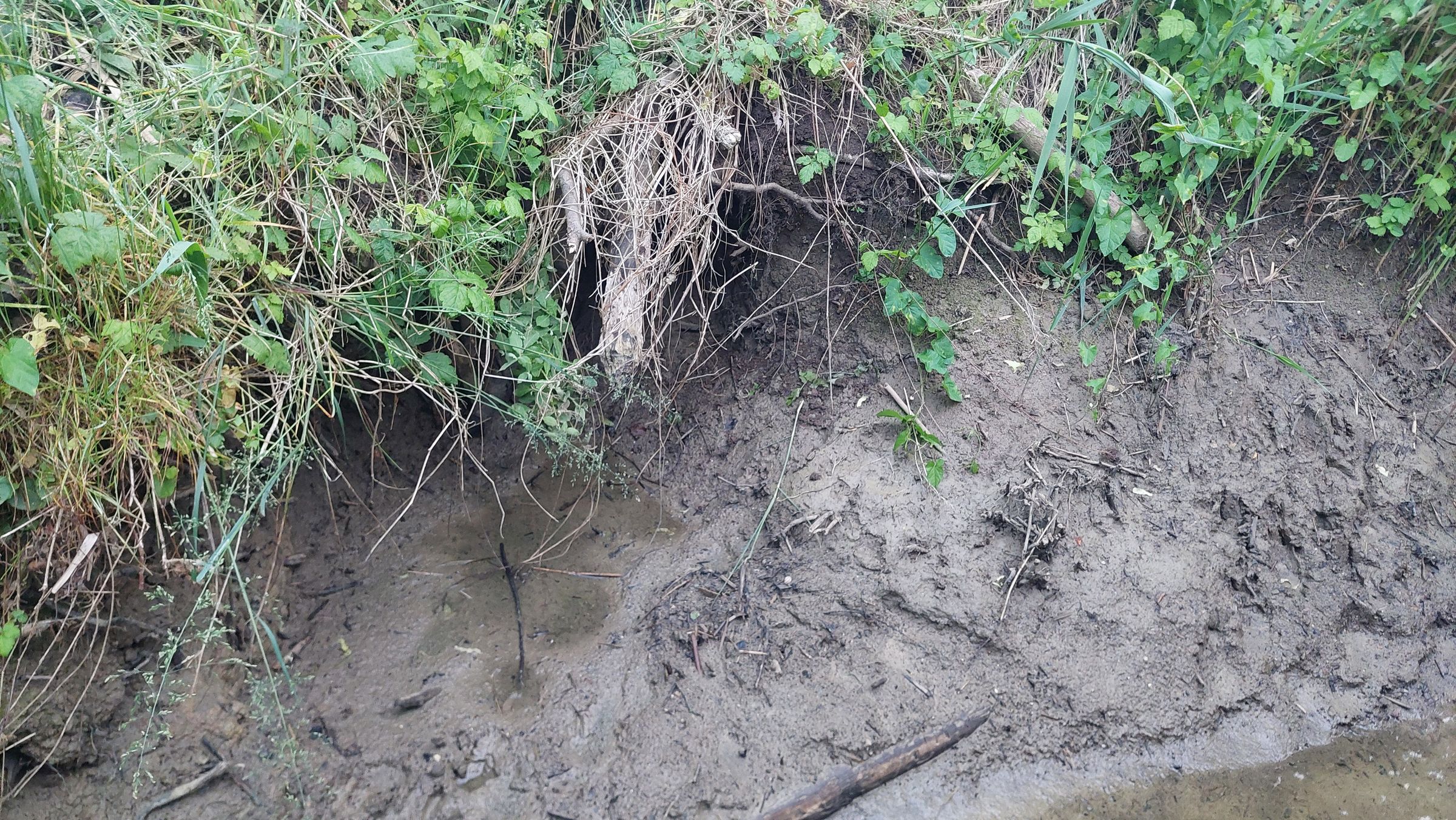 Eingang Biberburg bei Schwennenbach, Foto Dieter Leippert