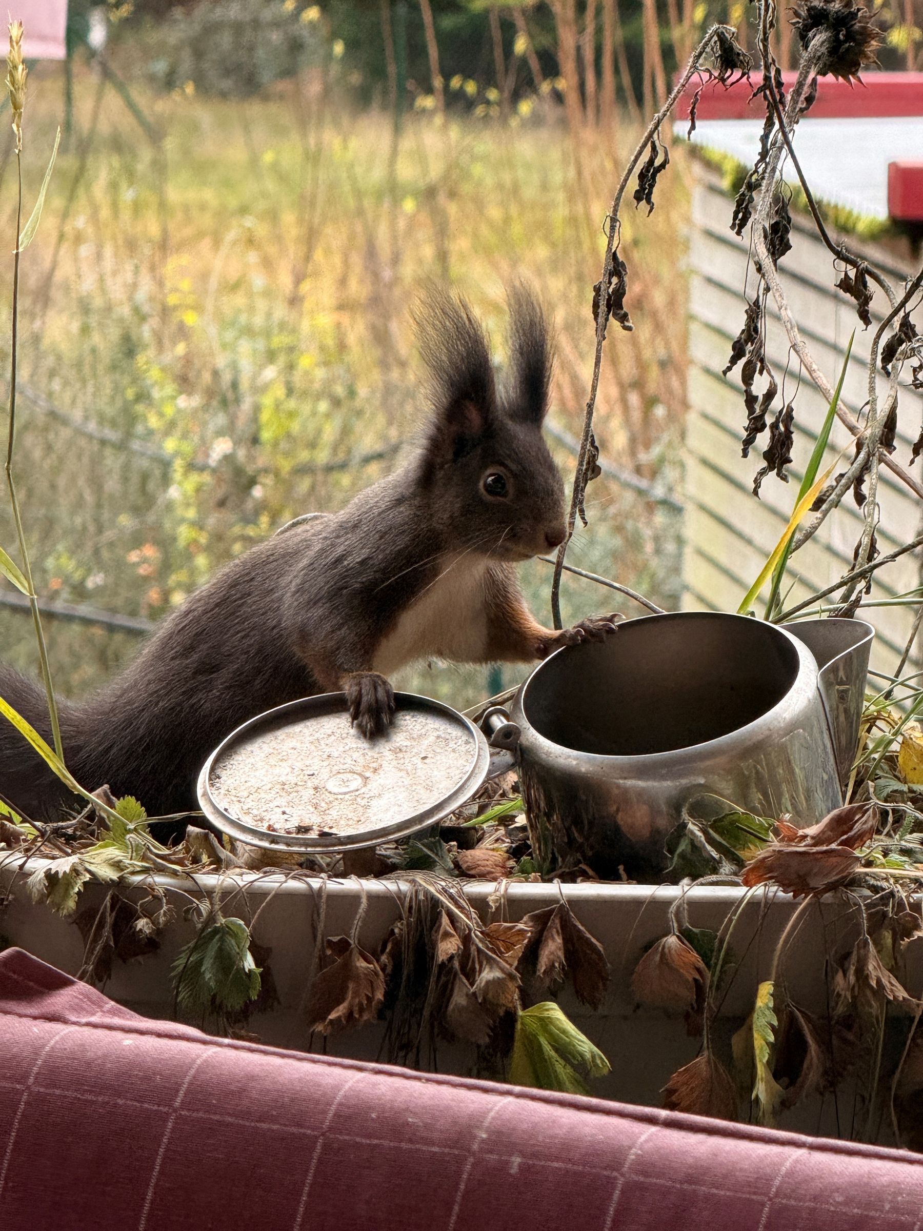 Eichhörnchen_Brigitte_Lutzner