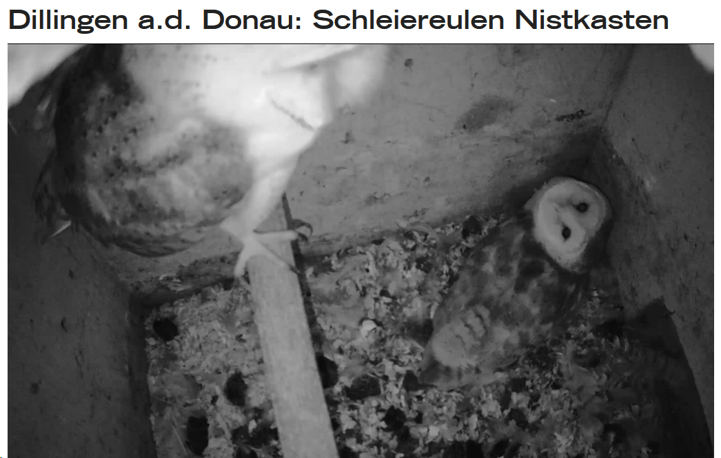 Schleiereule im Livestream, Heike Hoedt