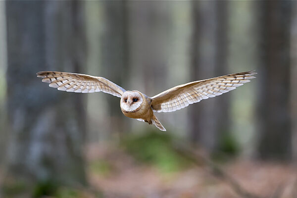 Schleiereule im Flug