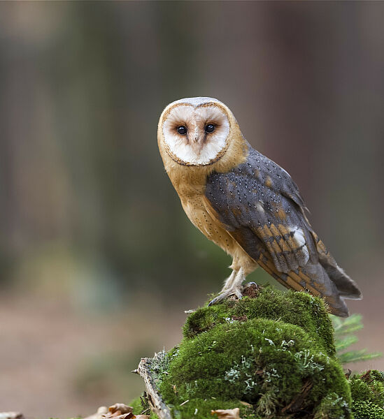 Schleiereule, Foto Marcus Bosch