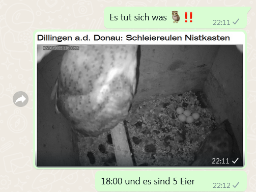 Schleiereulennistkasten, Heike Hoedt