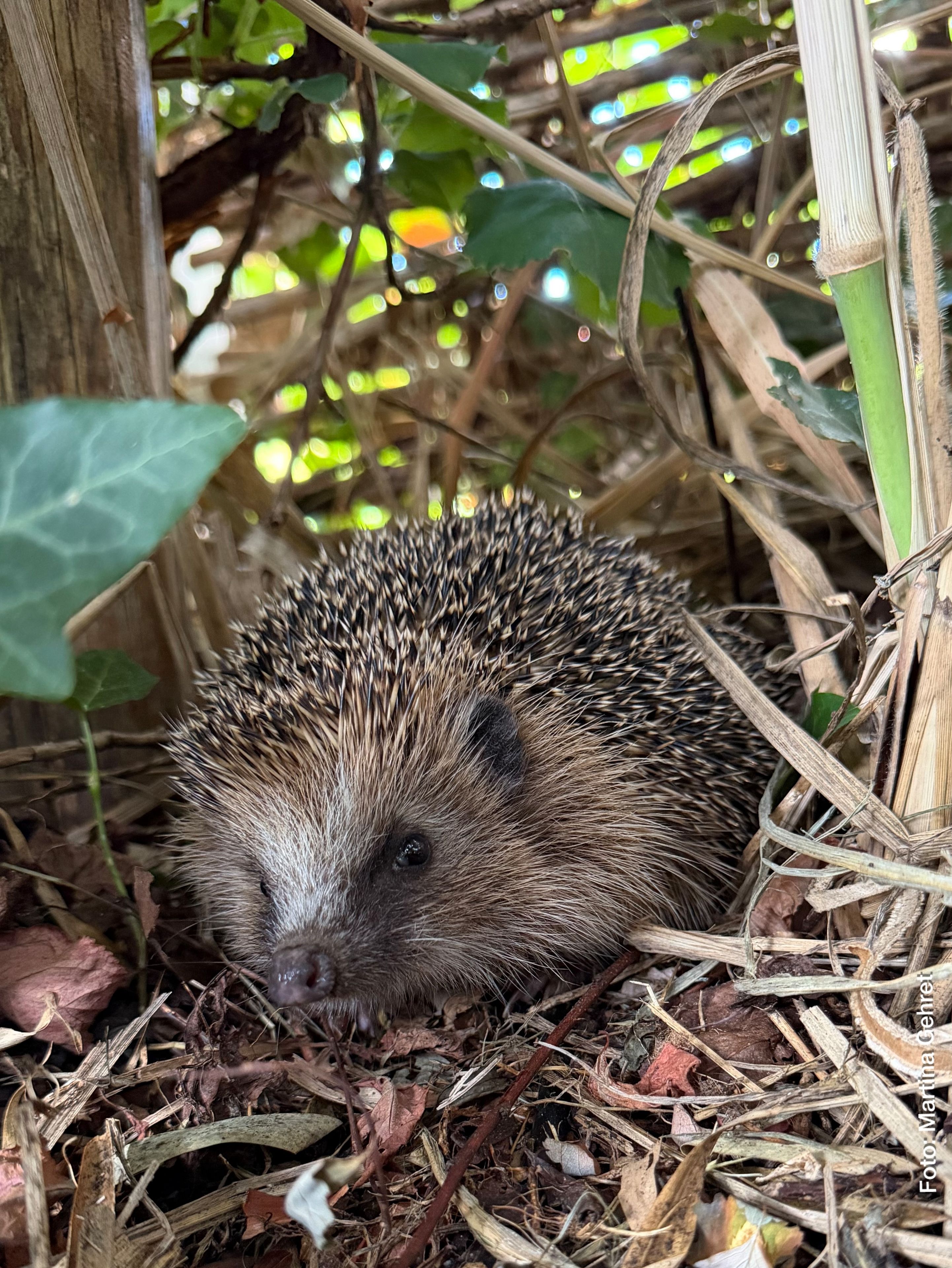 Igel, Foto M. Gehret
