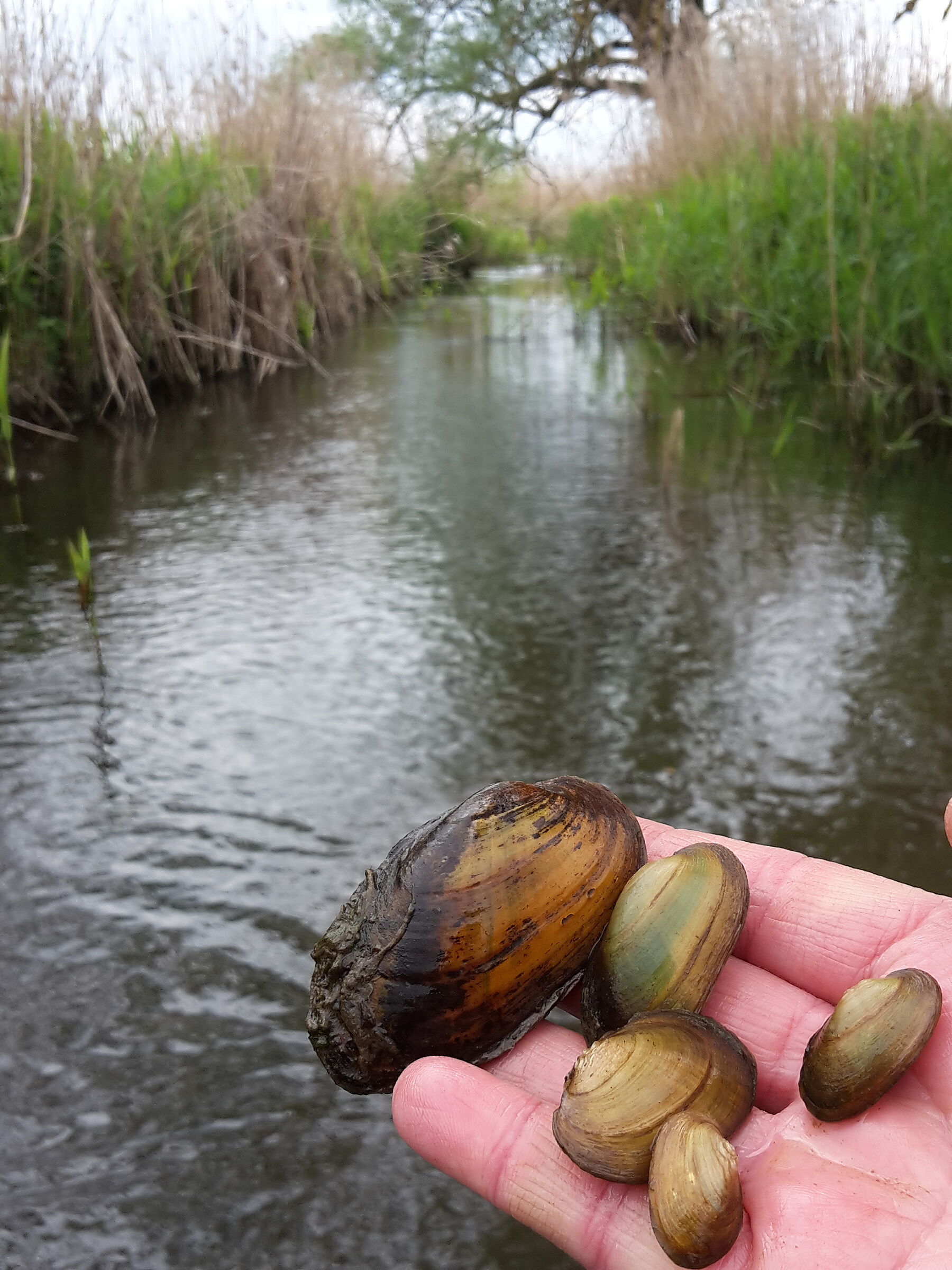 Gemeine Bachmusche, Foto Carolin Stoll