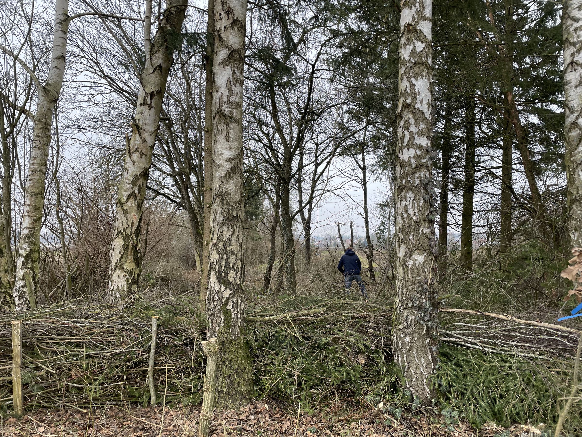 Anlegen einer Benjeshecke im Krautgarten bei Haunsheim, Foto P. Semet
