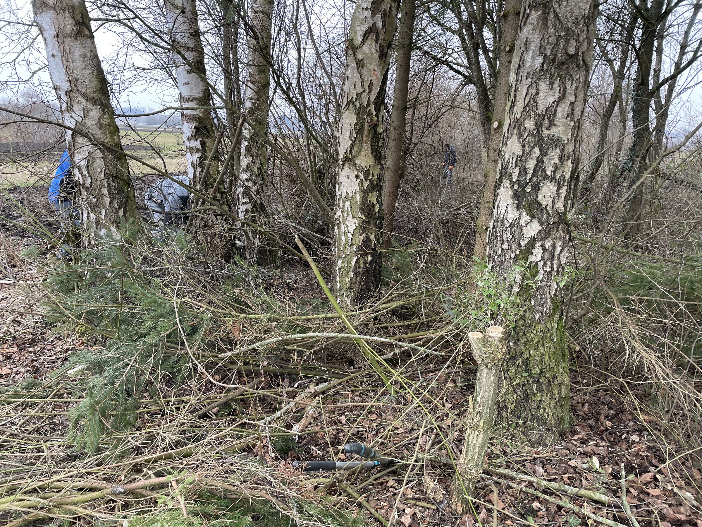 Entfernen von Drahtzaun im Krautgarten in Haunsheim, Arbeitseinsatz am 18.01.25, Foto P. Semet