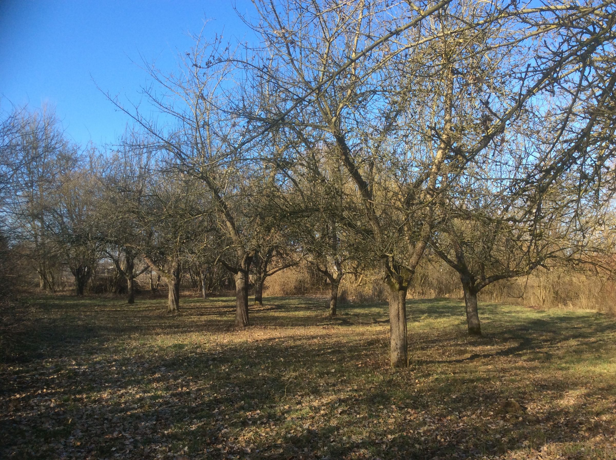 Obstbaumbiotop_OG_Gundelfingen_Foto Erich_Völke
