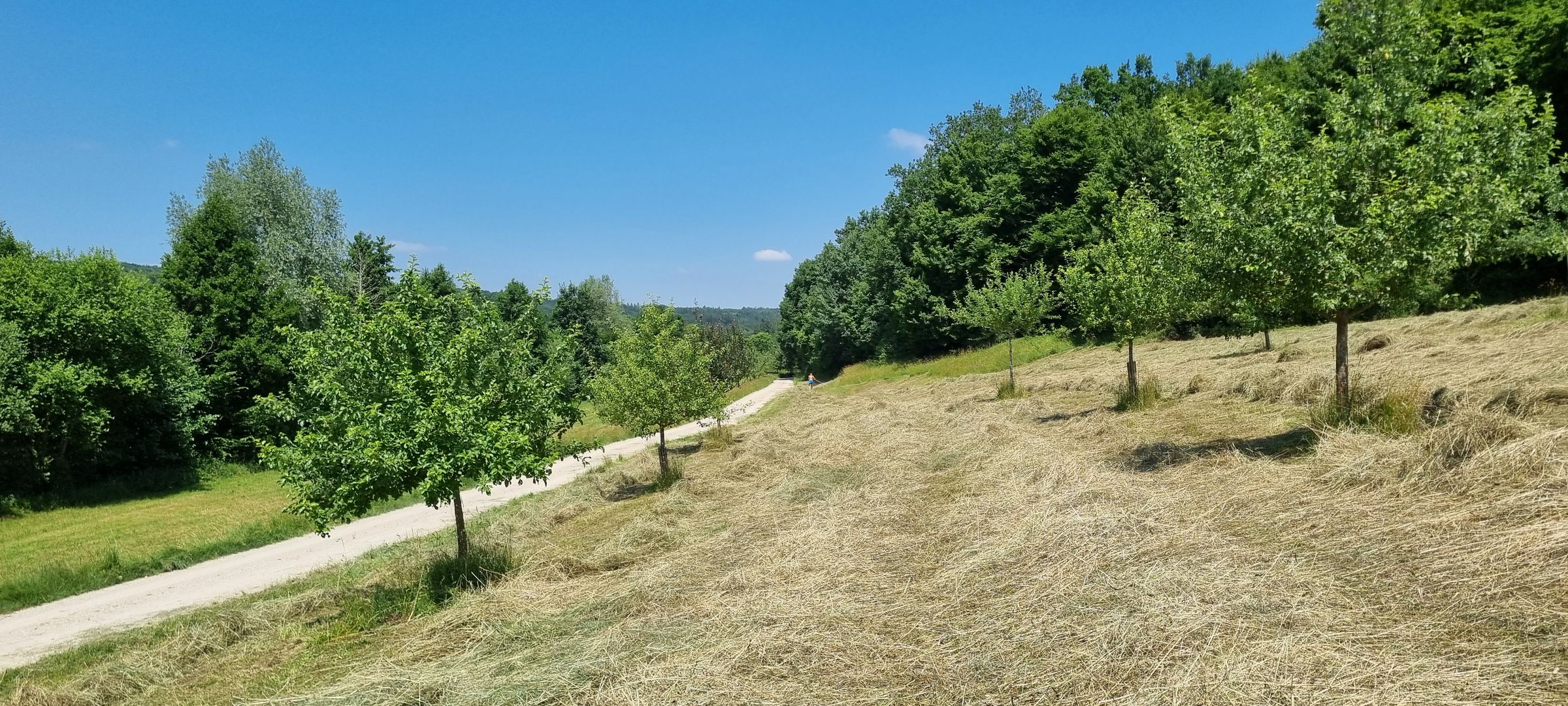 Streuobstwiese bei Wolpertstetten, Foto Thomas Hefele
